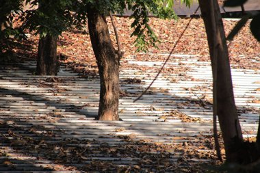 Ağaç gövdeleri kurumuş sonbahar yapraklarıyla kaplı beyaz çatının içinden büyüyor..
