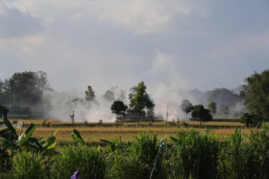 Pirinç tarlalarını yakan çiftçilerden yoğun duman yükseliyor.