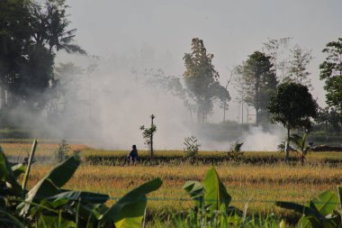 Çiftçi çeltik sakalı yakıyor yoğun duman kirliliğine neden oluyor.