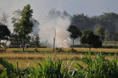 Çiftçilerin sakallı pirinç tarlalarını yakması ağır duman yaratır.