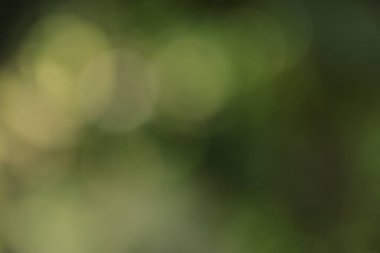 Yeşil doğal bokeh arkaplan dokusu, yumuşak soyut ışık.