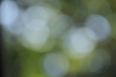 Yeşil doğa arkaplan yumuşak odak dokusu daireleri bokeh.