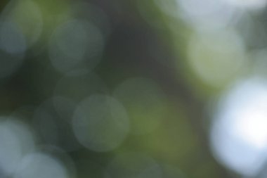 Soyut doğal yeşil bokeh arkaplan deseni dokusu