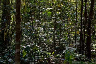 Yoğun yağmur ormanları arka planı, tropikal tepe örtüsü boyunca parlak güneş ışığı.