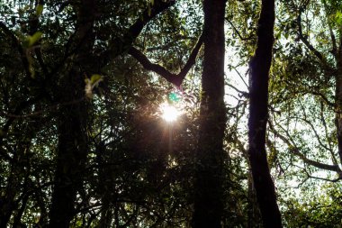 Güneş ışığı sık ağaçların arasından doğanın arka planında parlar..