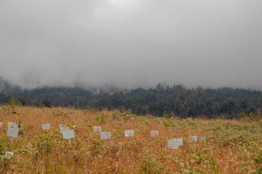 Sisli bir günde yeniden ağaçlandırma projesi sırasında beyaz işaretli fidanlar ekilen genç tarlalar.