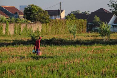 MATARAM, INDONEZYA - 16 Eylül 2024 - Asyalı bir tarım işçisinin gün batımında yeşil ve kuru pirinç tarlalarını geçerken kenar görüş açısı kentsel yayılımla zıt.