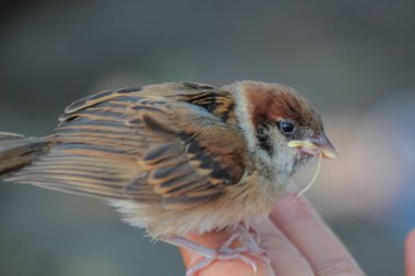 Vahşi serçe bir insan parmağıyla tutuluyor ve besleniyor..