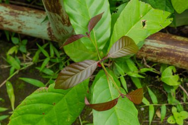 Ormanda kırmızı yapraklı yeni bir bitki yetişiyor.