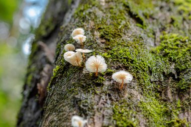 Yosunlu ağaç kabuğunda beyaz mantarlar.