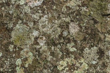 Yeşil Lichen ve Yosun Rough Rock Dokusunda