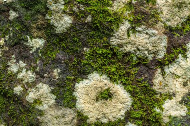 Yeşil Yosun ve Kaya Dokusu