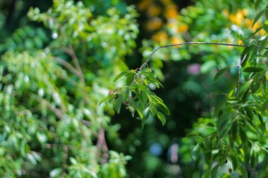 Bokeh arkaplanlı yeşil yaprak yaprakları