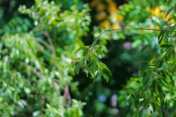 Bokeh arkaplanlı yeşil yaprak yaprakları