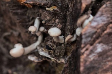 Orman Ekosistemi ve Mitoloji Çalışmaları İçin Ağaç Kabuğunda Doğal Hafif Makro Mantar Çekimi Büyüyor