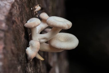 Ağaç Kabuğunda Doğal Işıkla Gelişen İstiridye Mantarları, Kapakların Zarif Dokuları, Ve Biyoloji Sunumu İçin Uzayı Kopyala