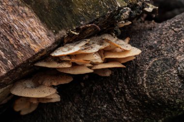 Ağaç Kabuğunda Raff Mantarının Büyümesi 'nin Yakın Çekimi Botanik Çizimler ve Doğal Bilimler İçin Doğal Işıkla Organik Dokuları sergiliyor
