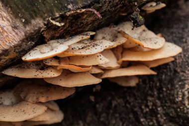 Orman Ekosistemi ve Ahşap Doku Kavramları İçin Doğal Işık ve Karanlık Beneklerle Ağaç Kabuğunda Büyüyen Mantar