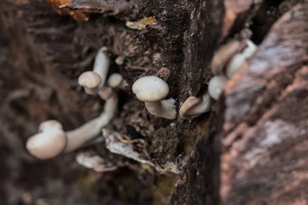 Orman Ekosistemi ve Mitoloji Çalışmaları İçin Ağaç Kabuğunda Doğal Hafif Makro Mantar Çekimi Büyüyor