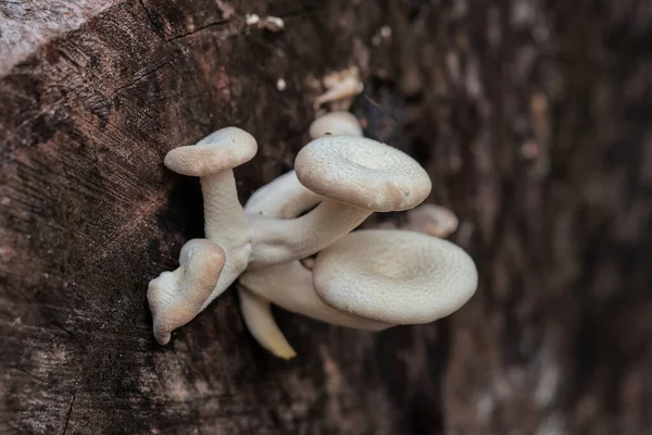 Ağaç kütüğünde büyüyen istiridye mantarları Doğal ışık ve sürdürülebilir yaşam için yakın çekim dokusu