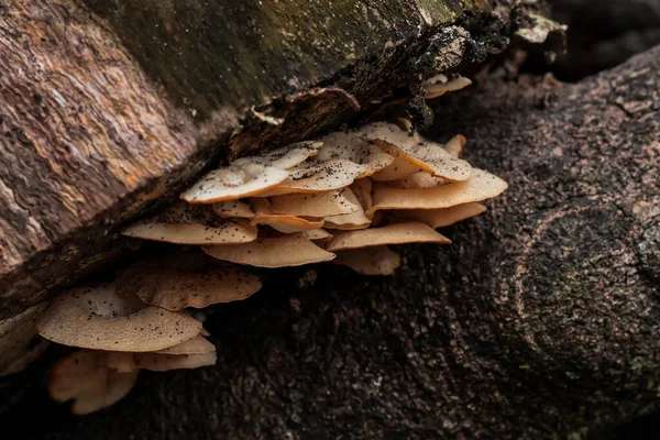 Ağaç Kabuğunda Raff Mantarının Büyümesi 'nin Yakın Çekimi Botanik Çizimler ve Doğal Bilimler İçin Doğal Işıkla Organik Dokuları sergiliyor