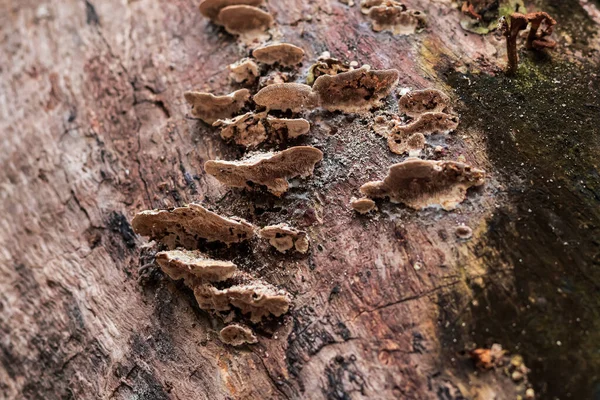 Ayrıntılı Doku ve Doğal Işık, Ayrıntılı Çürüme Süreci Göstererek Eski Ağaç Kalçasında büyüyen Trametes Versicolor 'un yakın plan görüntüsü