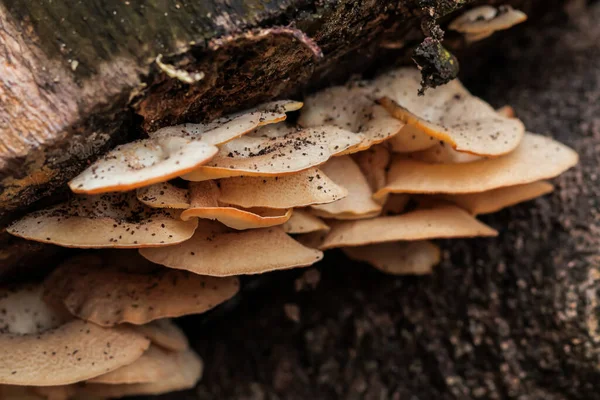 Orman Ekosistemi ve Ahşap Doku Kavramları İçin Doğal Işık ve Karanlık Beneklerle Ağaç Kabuğunda Büyüyen Mantar