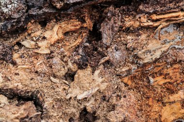 Çürüyen ağaç kabuğunu, doğal bozulma desenini gösteren karmaşık bir dokuyla kapat