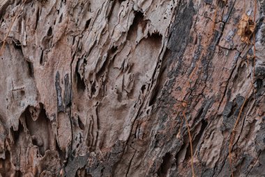 Doğal aşınma ve organik arka planlar için eşsiz doku kalıplarına sahip pürüzlü ağaç kabuğu.