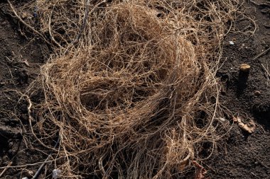 Karanlık Toprakta Karmaşık Asma Kümesi, Doğal Çürüme Detaylarını Vurgulamak ve Bilimsel Amaçlar İçin Dokusal Zenginlik