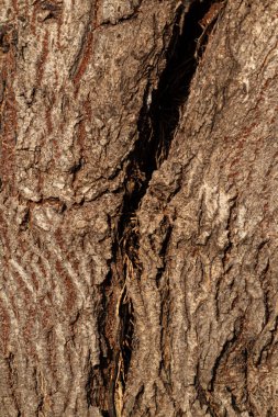 Derin bir ayrılık içeren ağaç kabuğunun aşırı yakın plan çekimi, doğa temalı arka plan için ham dokuyu ve deseni vurguluyor