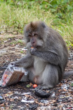 Maymun güneş ışığıyla aydınlatılan doğal ortamdaki plastik konteynırdan yemek, hayvan refahını ve çevresel kaygıları tartışmak için idealdir.