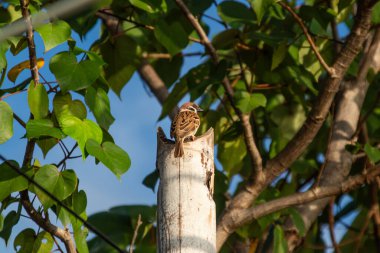 Küçük kahverengi bir serçe, canlı yeşil yapraklar ve mavi gökyüzünün ortasında kuşları izlemek için doğal ışıkla aydınlatılmış yıpranmış ahşap bir direğe dayanır.