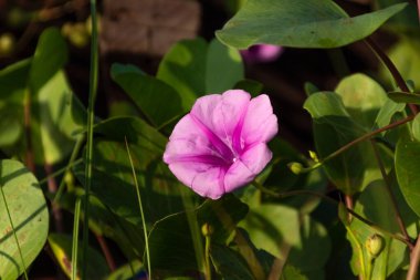 Yeşil yaprakların arasında çiçek açan narin pembe sabah çiçeği, yaz bitkisinin mükemmel bir temsilcisi.