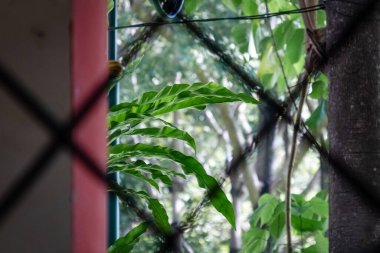 Canlı Yeşil Yapraklar Pencerenin İçinden Doğal Işık ve Etrafına Alan Kopyala