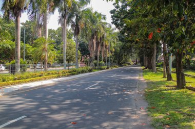 Tropikal bölgedeki yüksek palmiye ağaçları tarafından çerçevelenmiş boş asfalt yol, doğanın güzelliğini seyahat içeriği açısından geniş bir açıyla yakalıyor.