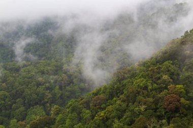 Canlı Yeşil Yağmur Ormanları Sabah Buğusu ve Geniş Açı Doğa Perspektifi Dokundu