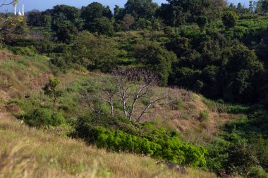 Doğal yeşil manzara. Canlı bir tepede, doğal ışıklandırma altında küçük bir ağaç huzur ve ekolojik projeler için pitoresk bir manzara sağlıyor.