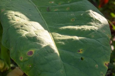 Tütün Yaprağı ve Doğal Işık, Bitki Patolojisi ve Tarım Eğitimi için Tütün Tarımında Ortak Sorunların Vurgulanması