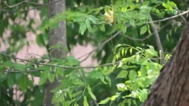 Yeşil Ağaç Dalları Doğal Işık ile Yavaşça Sallanıyor ve Uzayı metin kaplaması için Kopyala, dingin arkaplan veya doğa temaları için ideal