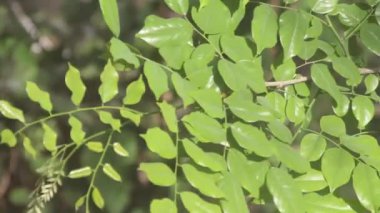 Vibrant Green Leaves Gently Moving on a Branch with Copy Space in Sunlight for Nature, Botanical Illustrations, and Natural Beauty Content