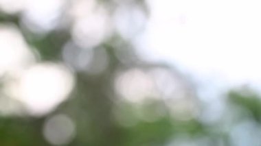 Yeşil yapraklar, doğal ışık ve bulanık efektli bokeh görüntüleri rüya gibi arka plan ve doğa ile ilgili projeler için kopya alanı oluşturur