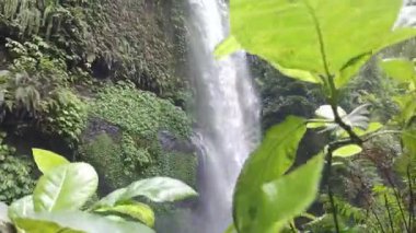 Güzel Sendang Gile Şelalesi Lush Tropikal Bitkilerle çevrili, Önplan Yeşil Yapraklara Odaklanıyor, Serene Doğa Ortamı