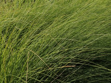 Yeşil çimenlerin doğal ışık altında esişlerinin ayrıntılı görünümü, bahar ve doğa temalı projeler veya reklamlar için fotokopi alanı olan yeni bir zemin olarak ideal.