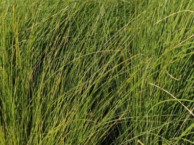 Canlı yeşil çimenler, doğal güneş ışığında dans, ekolojik temalar için geniş bir fotokopi alanı ile dokulu doğal bir zemin oluşturur.