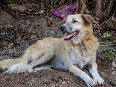 Yumuşak doğal ışıkta yerde uzanan rahat köpek, pofuduk kürkünü ve sakin açık hava manzarası içindeki rahat davranışını vurguluyor.