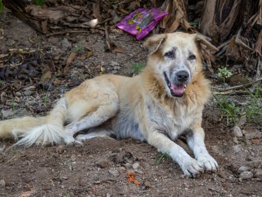 Yumuşak doğal ışıkla yıkanmış, rahat altın köpek kürkünü ve huzurlu ifadesini sergiliyor, evcil hayvan sağlığını destekliyor.