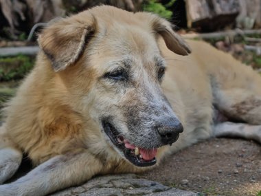 Doğal ışıkta yerde dinlenen yorgun köpek rahat görünüyor, köpek dinlenmesini sembolize ediyor ve sakin, sakin bir açık hava anının tadını çıkarıyor.