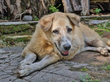 Doğal ışık altında taştan zeminde uzanan rahat köpek, memnuniyet ve rahatlık tasvir eder, evcil hayvan temalı içerik ve huzurlu anlar için mükemmeldir..
