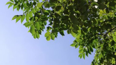 Canlı yeşil yapraklar mavi gökyüzü ve kopyalama alanı ile doğal ışıkta hafifçe esiyor, sakin ve sakin çevre videoları için ideal